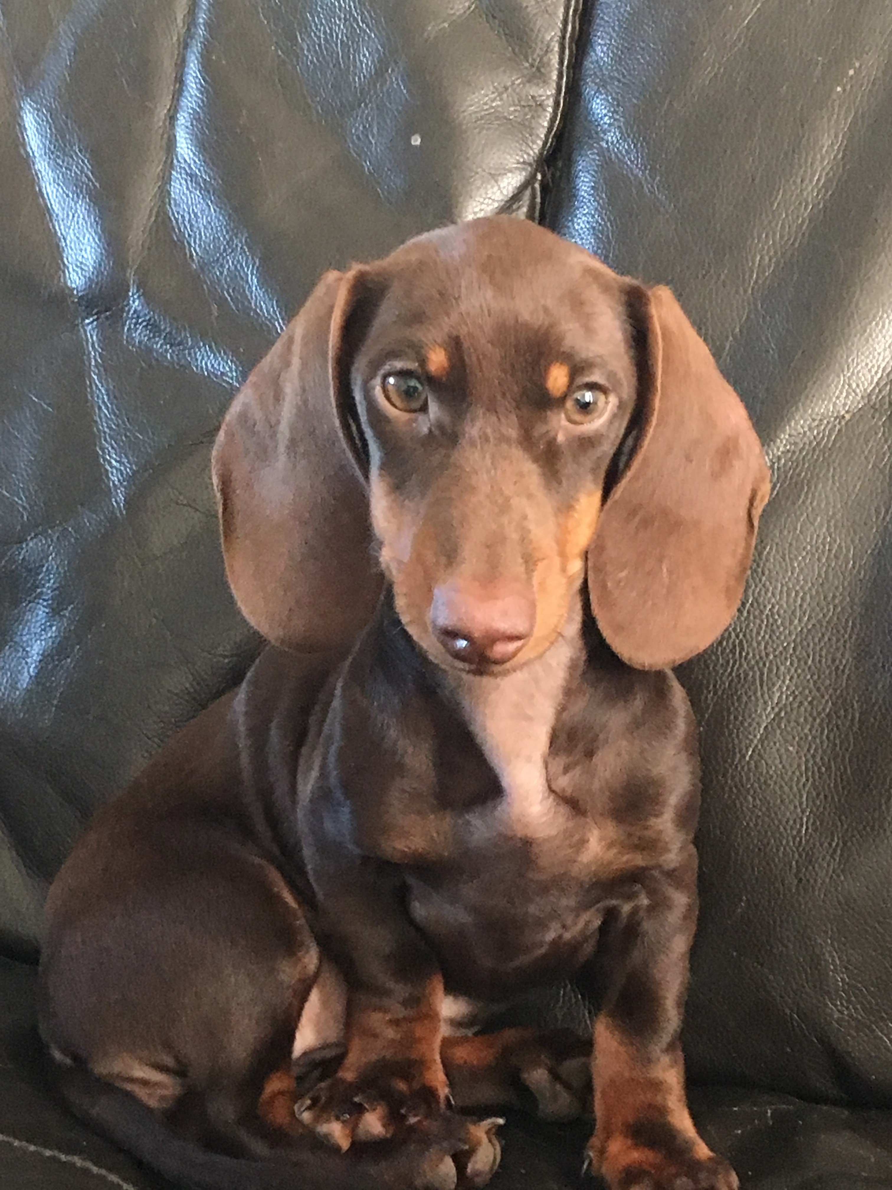 Publication : du Domaine des Chtitespattes