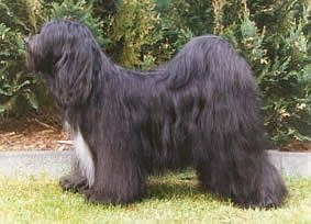 CH. sheydon's Ra-da-pa