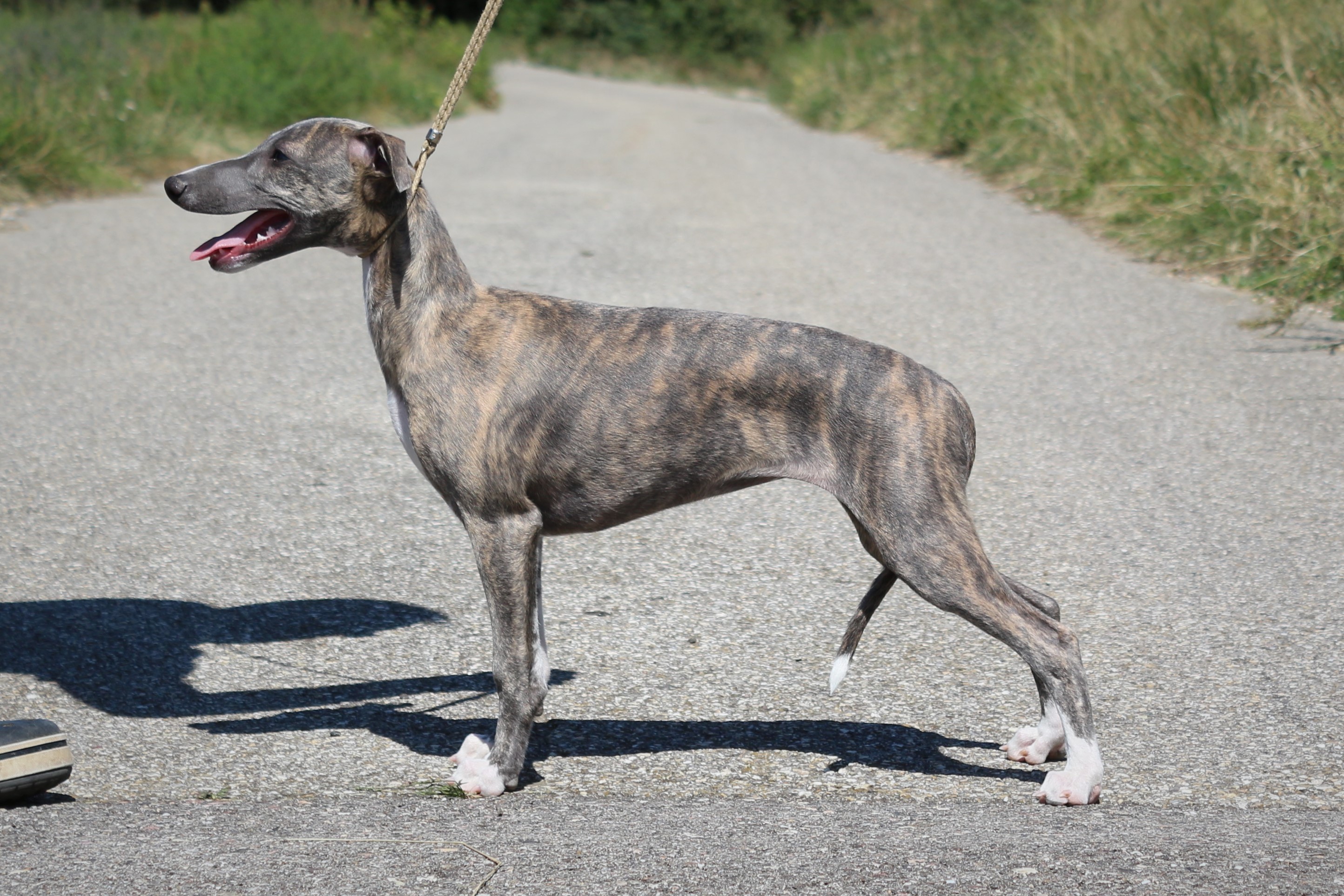 Publication : Of Royal Fragrance 