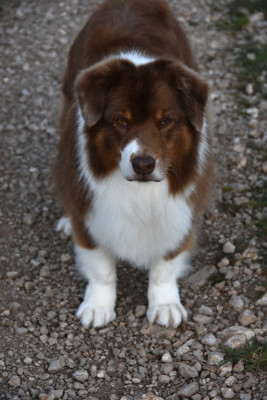 Étalon Berger Australien - Haba dit 'maya' du domaine des Mandets