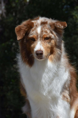 Étalon Berger Australien - Lady daenerys targaryen Des Bergers Du Temple Maya