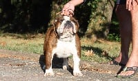 Étalon Bulldog Anglais - CH. Morris Di Vendra Nera