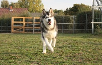 Étalon Alaskan Malamute - Only for you Of Panem's Wolf