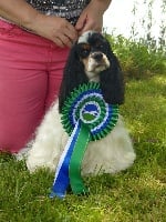 Étalon American Cocker Spaniel - CH. stellarskay Absolute lady style