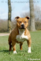 Étalon American Staffordshire Terrier - Vlad De la Maison d'Este
