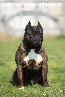 Étalon American Staffordshire Terrier - Vidok De la Maison d'Este