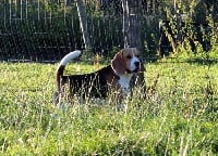 Étalon Beagle - L'be golden litchy De Loujennandre