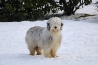 Étalon Bearded Collie - New look de Chester