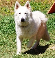 Étalon Berger Blanc Suisse - Melo De la vallée de l'orkhon