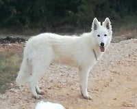 Étalon Berger Blanc Suisse - Opaline De la vallée de l'orkhon