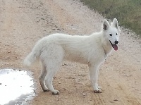 Étalon Berger Blanc Suisse - Orchidee blanche De la vallée de l'orkhon