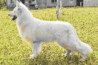 Étalon Berger Blanc Suisse - Louna de l'ange Gardien de Faujus