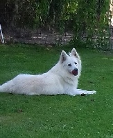 Étalon Berger Blanc Suisse - Maloo De La Vallée Du Rêve Blanc