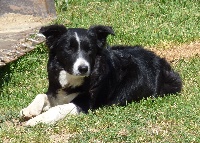 Étalon Border Collie - Mirza (Sans Affixe)