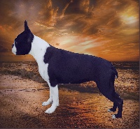 Étalon Boston Terrier - Lagertha De la légende des nymphes bleues