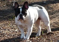 Étalon Bouledogue français - Nestorine Des Boules De Benat