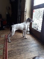 Étalon Braque français, type Pyrenees (petite taille) - Nut de l'arpon du diable