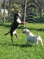 Étalon Bull Terrier Miniature - Maia Des gardiens de gaia