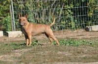 Étalon Bull Terrier Miniature - N'oulala On Valkyrie's Track