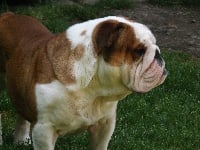 Étalon Bulldog Anglais - CH. bamabador Carmelo opium doudou