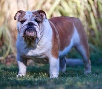 Étalon Bulldog Anglais - breeder's cup Ne le dis a personne ( neeson )