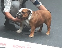 Étalon Bulldog Anglais - Miss you Des Bull's Of Prince Illimon