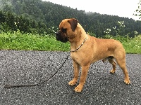 Étalon Bullmastiff - Negan Du mas des grottes