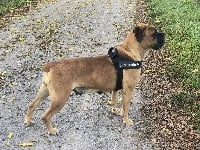 Étalon Cane Corso - June Des Sentinelles D'orion