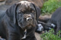 Étalon Cane Corso - Ollygan Des Sentinelles De Tizzano