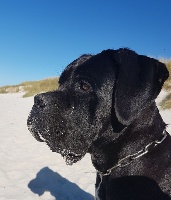 Étalon Cane Corso - Neith Du Clos Des Guerriers Celtes