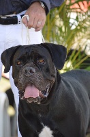 Étalon Cane Corso - Jazzine du Gilwesk