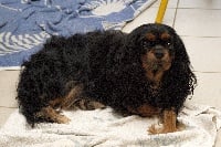 Étalon Cavalier King Charles Spaniel - Lady (Sans Affixe)