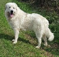 Étalon Chien de Montagne des Pyrenees - Marius Du domaine des ducs de bretagne