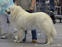 Étalon Chien de Montagne des Pyrenees - Neala du val de montserrat