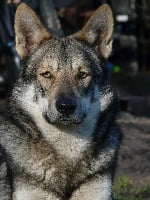 Étalon Chien-loup de Saarloos - Jewel Des Loups De Leendert