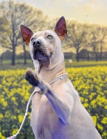 Étalon Chien thaïlandais à crête dorsale - Gama wataha z rabowic