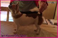 Étalon Chihuahua - Ines suarez-pl di rio Galeria