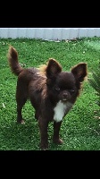 Étalon Chihuahua - Nina des légendes d'Athena