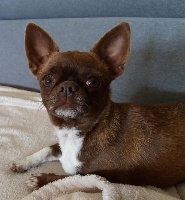 Étalon Chihuahua - My choco du Rêve de la patte d'or