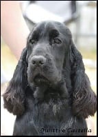 Étalon Cocker Spaniel Anglais - Ned stark de Mazamé