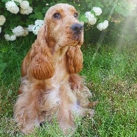 Étalon Cocker Spaniel Anglais - Norma jean baker du Bois d'Achelles