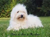 Étalon Coton de Tulear - Ninie du bois de Morchène