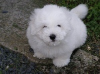 Étalon Coton de Tulear - CH. Obi-wan kenobi Pillywiggins