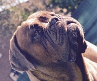 Étalon Dogue de Bordeaux - CH. P-diam's Du Ragnarok Dogues