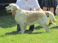 Étalon Golden Retriever - Miss sedona Des Plateaux Du Septaine