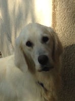 Étalon Golden Retriever - Miss du Fond de la Noye