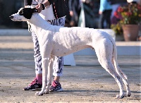 Étalon Greyhound - Nec plus ultra Of Bel Air Park
