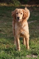 Mellowfield's Odyssey