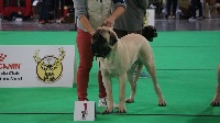 Étalon Mastiff - Nobiwan Des Terres De Beaulieu