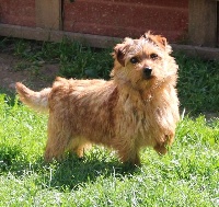 Étalon Norfolk Terrier - allright Celtic wind